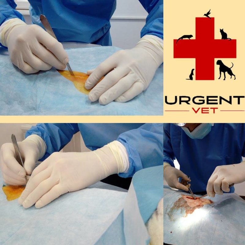 Urgent Vet - Cabinet Veterinar